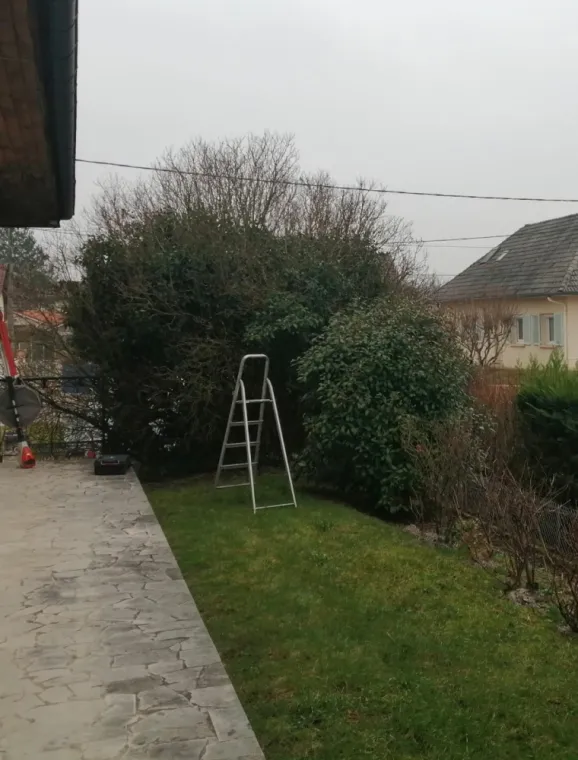 Lilas envahi de lierre 