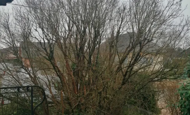 Lilas respirant de nouveau