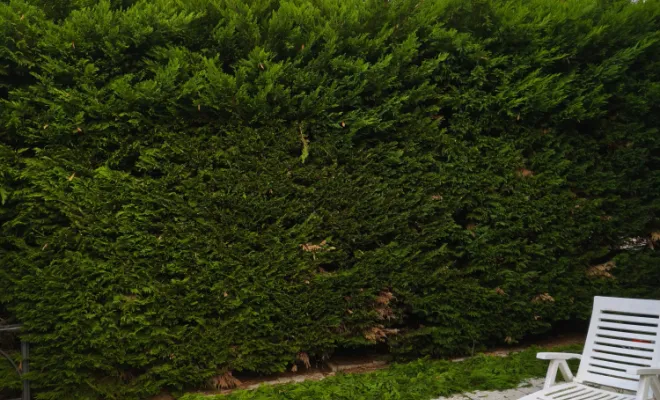 Taille de haie Bourg En Bresse , Bourg-en-Bresse, Jardins et Natures